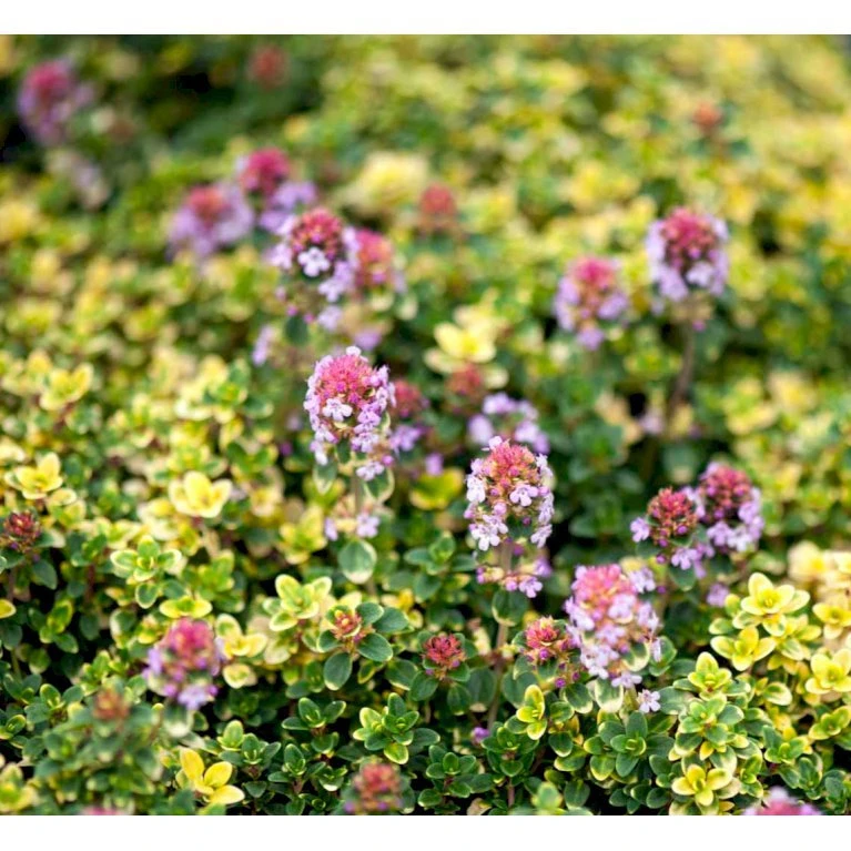 Citrontimian 'Doone Valley' Thymus Citriodorus 'Doone Valley' 10 Cm. Potte 1 Citrontimian 'Doone Valley' Thymus Citriodorus 'Doone Valley' 10 Cm. Potte