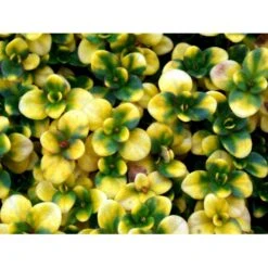 Citrontimian 'Doone Valley' Thymus Citriodorus 'Doone Valley' 10 Cm. Potte 8 Citrontimian 'Doone Valley' Thymus Citriodorus 'Doone Valley' 10 Cm. Potte -Osmo Salgsbutik mi2615 thymus citriodorus doone valley bce9