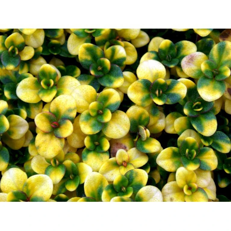 Citrontimian 'Doone Valley' Thymus Citriodorus 'Doone Valley' 10 Cm. Potte 4 Citrontimian 'Doone Valley' Thymus Citriodorus 'Doone Valley' 10 Cm. Potte - Billede 4