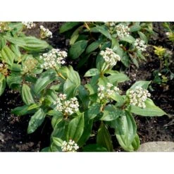 Dværgkvalkved Viburnum Davidii Potte 3,0 Liter,- 25-30 Cm. -Osmo Salgsbutik mi2719 viburnum davidii 0dc2
