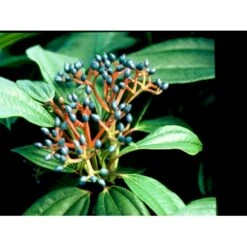 Dværgkvalkved Viburnum Davidii Potte 3,0 Liter,- 25-30 Cm. -Osmo Salgsbutik mi2719 viburnum davidii 9df8