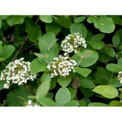 Pibekvalkved Viburnum Lantana Solitær Busk 125-150 Cm., Med Klump