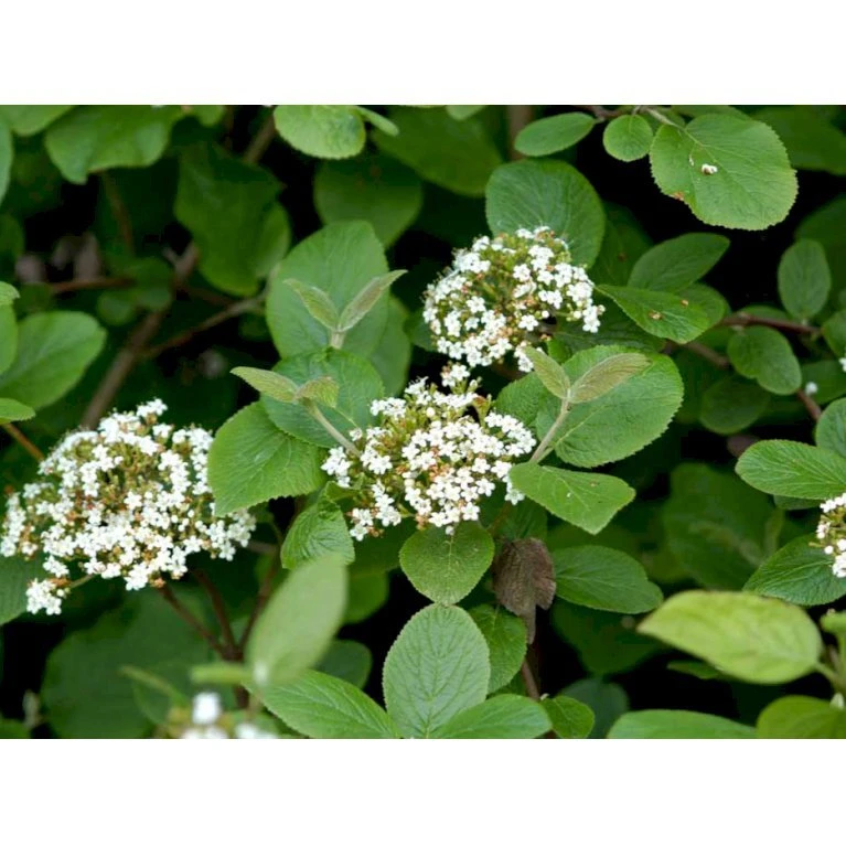 Pibekvalkved Viburnum Lantana Solitær Busk 125-150 Cm., Med Klump 1 Pibekvalkved Viburnum Lantana Solitær Busk 125-150 Cm., Med Klump