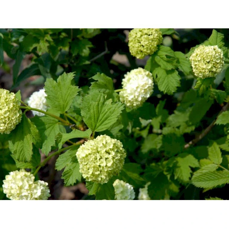 Snebolle Viburnum Opulus 'Roseum' Med Klump,- 125-150 Cm. 2 Snebolle Viburnum Opulus 'Roseum' Med Klump,- 125-150 Cm. - Billede 2
