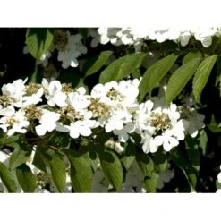 Japansk Etage-Snebolle 'Mariesii' Viburnum Plicatum 'Mariesii' Med Klump,- 100-120 Cm. -Osmo Salgsbutik mi2729 viburnum plicatum mariesii 8cbb