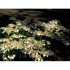 Japansk Etage-Snebolle 'Mariesii' Viburnum Plicatum 'Mariesii' Med Klump,- 100-120 Cm. -Osmo Salgsbutik mi2729 viburnum plicatum mariesii d1da