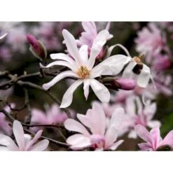 Magnolia 'Leonard Messel' Magnolia X Loebneri 'Leonard Messel' Med Klump,- 150-175 Cm. -Osmo Salgsbutik mi2826 magnolia x loebneri leonard messel 7205