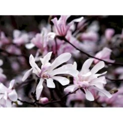 Magnolia 'Leonard Messel' Magnolia X Loebneri 'Leonard Messel' Med Klump,- 150-175 Cm. -Osmo Salgsbutik mi2826 magnolia x loebneri leonard messel 978b