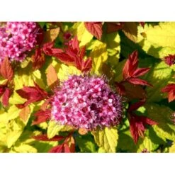 Spiræa 'Magic Carpet' Spiraea Japonica 'Magic Carpet' 3,5 Liter Potte -Osmo Salgsbutik mi2846 spiraea japonica magic carpet 34fc