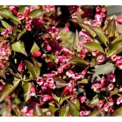 Klokkebusk 'Alexandra' Weigela Florida 'Alexandra' 5 Liter Potte