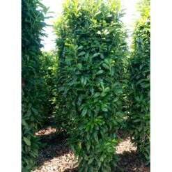 Kirsebærlaurbær 'Genolia' Prunus Laurocerasus 'Genolia' Med Klump,- 200-225 Cm. -Osmo Salgsbutik mi2852 prunus laurocerasus mano 0281 5