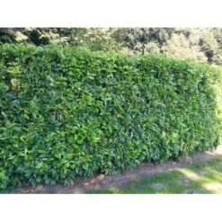 Kirsebærlaurbær 'Genolia' Prunus Laurocerasus 'Genolia' Potte 10 Liter,- 80-100 Cm. -Osmo Salgsbutik mi2852 prunus laurocerasus mano 7a16 2