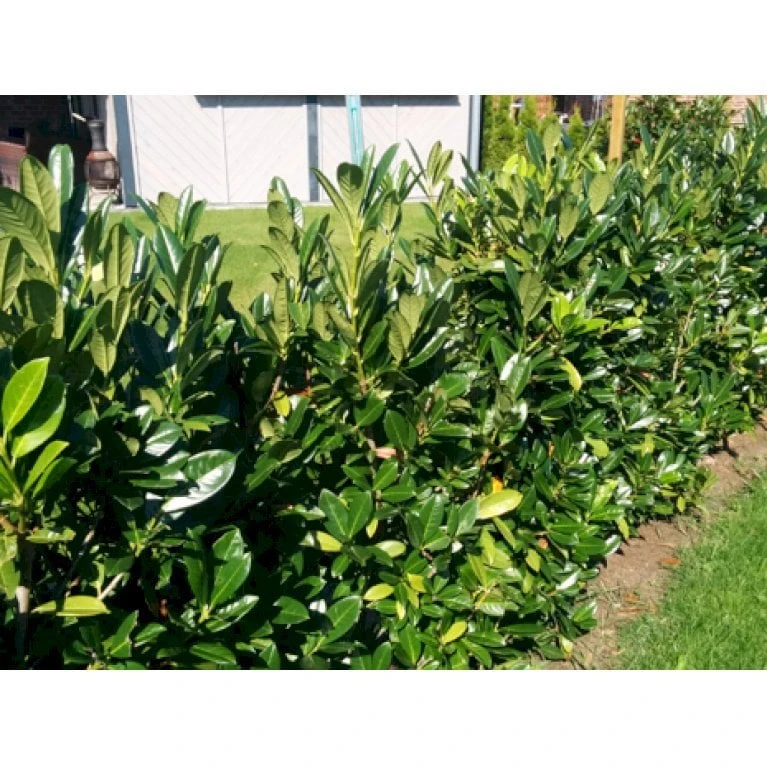 Kirsebærlaurbær 'Genolia' Prunus Laurocerasus 'Genolia' Med Klump,- 150-175 Cm. 1 Kirsebærlaurbær 'Genolia' Prunus Laurocerasus 'Genolia' Med Klump,- 150-175 Cm.