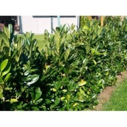 Kirsebærlaurbær 'Genolia' Prunus Laurocerasus 'Genolia' Med Klump, 60-80 Cm.