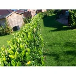 Kirsebærlaurbær 'Genolia' Prunus Laurocerasus 'Genolia' Med Klump,- 150-175 Cm. 8 Kirsebærlaurbær 'Genolia' Prunus Laurocerasus 'Genolia' Med Klump,- 150-175 Cm. -Osmo Salgsbutik mi2852 prunus laurocerasus mano 9f97 4