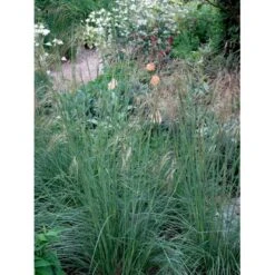Kæmpefjergræs Stipa Gigantea Potte 2 Liter. -Osmo Salgsbutik mi2869 stipa gigantea 6069
