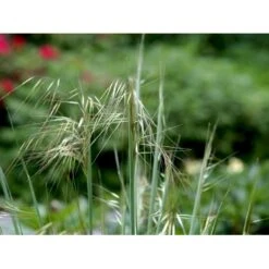Kæmpefjergræs Stipa Gigantea Potte 2 Liter. -Osmo Salgsbutik mi2869 stipa gigantea 707a
