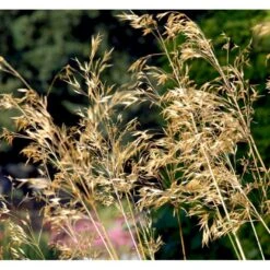 Kæmpefjergræs Stipa Gigantea Potte 2 Liter. -Osmo Salgsbutik mi2869 stipa gigantea d671