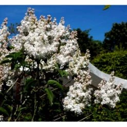 'Beauty Of Moscow' Syringa Vul.'Beauty Of Moscow' (storblomstrende) Med Klump,- 150-175 Cm. -Osmo Salgsbutik mi2879 syringa vulgaris beauty of moscow 2eac