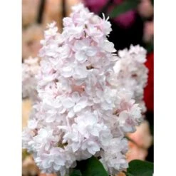 'Beauty Of Moscow' Syringa Vul.'Beauty Of Moscow' (storblomstrende) Med Klump,- 150-175 Cm. -Osmo Salgsbutik mi2879 syringa vulgaris beauty of moscow b556