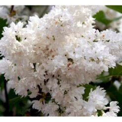 'Beauty Of Moscow' Syringa Vul.'Beauty Of Moscow' (storblomstrende) Med Klump,- 150-175 Cm. -Osmo Salgsbutik mi2879 syringa vulgaris beauty of moscow bf1e
