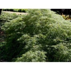Japansk Dværgahorn Acer Palmatum Dissectum Potte 10 Liter 40-50 Cm. -Osmo Salgsbutik mi2889 acer palmatum dissectum 0a86