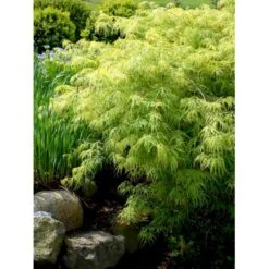 Japansk Dværgahorn Acer Palmatum Dissectum Potte 10 Liter 40-50 Cm. -Osmo Salgsbutik mi2889 acer palmatum dissectum 2657