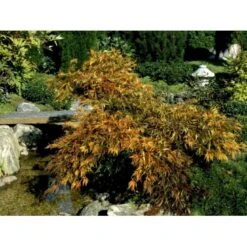 Japansk Dværgahorn Acer Palmatum Dissectum Potte 10 Liter 40-50 Cm. -Osmo Salgsbutik mi2889 acer palmatum dissectum 39f2