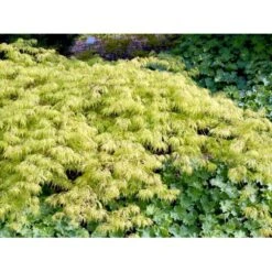 Japansk Dværgahorn Acer Palmatum Dissectum Potte 10 Liter 40-50 Cm. -Osmo Salgsbutik mi2889 acer palmatum dissectum ab3a