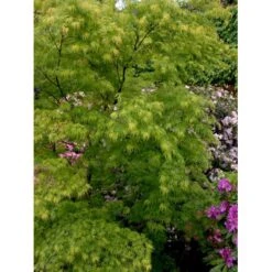 Japansk Dværgahorn Acer Palmatum Dissectum Potte 10 Liter 40-50 Cm. -Osmo Salgsbutik mi2889 acer palmatum dissectum b23a