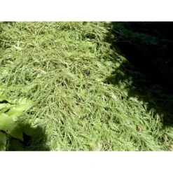 Japansk Dværgahorn Acer Palmatum Dissectum Potte 10 Liter 40-50 Cm. -Osmo Salgsbutik mi2889 acer palmatum dissectum c564