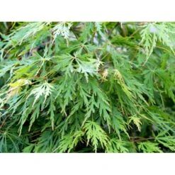 Japansk Dværgahorn Acer Palmatum Dissectum Potte 10 Liter 40-50 Cm. -Osmo Salgsbutik mi2889 acer palmatum dissectum f8df