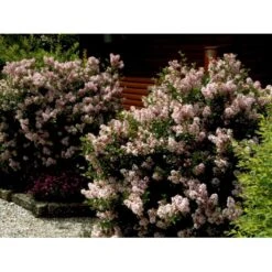 Dværg Syren 'Palibin' Syringa Meyeri 'Palibin' Opstammet 100 Cm. 10 Liter Potte,- 2 års Krone -Osmo Salgsbutik mi2922 syringa microphylla pallibin 6e2b