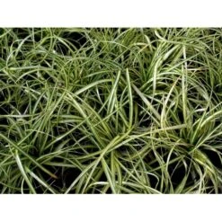 Star 'Evergold' Carex Oshimensis 'Evergold' Potte 2 Liter. 12 Star 'Evergold' Carex Oshimensis 'Evergold' Potte 2 Liter. -Osmo Salgsbutik mi2991 carex oshimensis evergold 3782