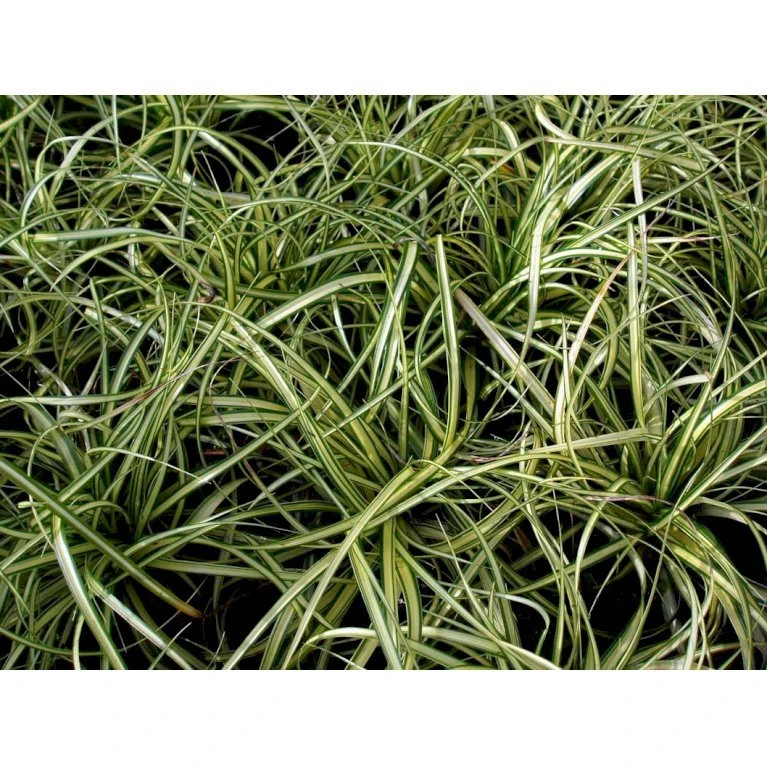 Star 'Evergold' Carex Oshimensis 'Evergold' Potte 2 Liter. 6 Star 'Evergold' Carex Oshimensis 'Evergold' Potte 2 Liter. - Billede 6