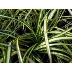 Star 'Evergold' Carex Oshimensis 'Evergold' Potte 2 Liter. 13 Star 'Evergold' Carex Oshimensis 'Evergold' Potte 2 Liter. -Osmo Salgsbutik mi2991 carex oshimensis evergold 477d
