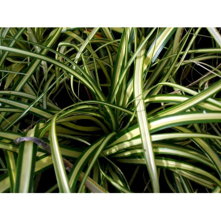 Star 'Evergold' Carex Oshimensis 'Evergold' Potte 2 Liter. 7 Star 'Evergold' Carex Oshimensis 'Evergold' Potte 2 Liter. - Billede 7