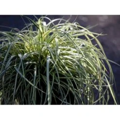 Star 'Evergold' Carex Oshimensis 'Evergold' Potte 2 Liter. 11 Star 'Evergold' Carex Oshimensis 'Evergold' Potte 2 Liter. -Osmo Salgsbutik mi2991 carex oshimensis evergold f375