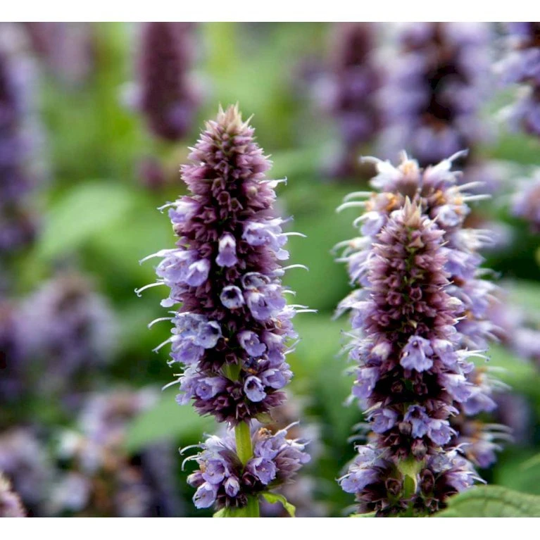 Anis Isop 'Blue Fortune' Agastache Foeniculum 'Blue Fortune' 1 Liter Potte 3 Anis Isop 'Blue Fortune' Agastache Foeniculum 'Blue Fortune' 1 Liter Potte - Billede 3