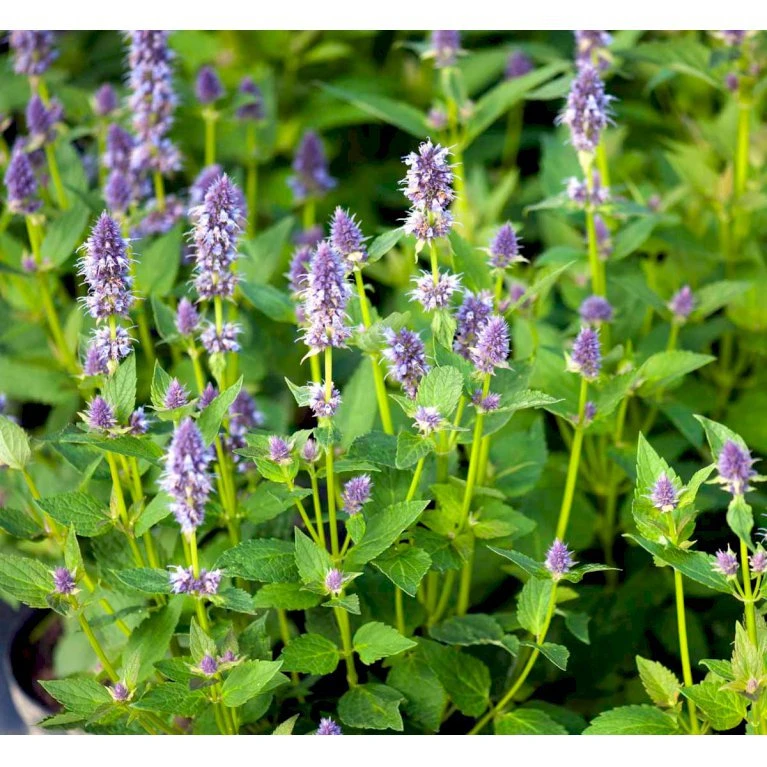 Anis Isop 'Blue Fortune' Agastache Foeniculum 'Blue Fortune' 1 Liter Potte 1 Anis Isop 'Blue Fortune' Agastache Foeniculum 'Blue Fortune' 1 Liter Potte