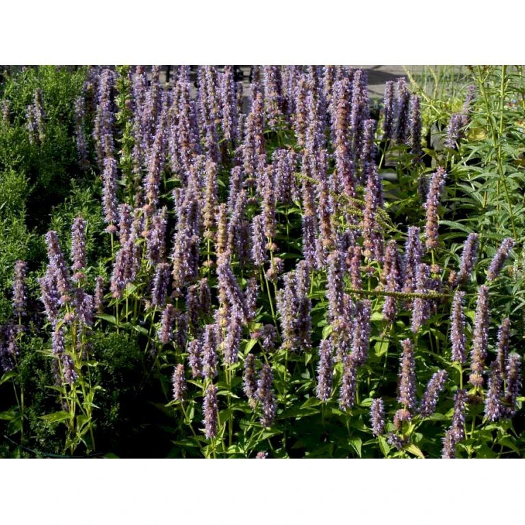 Anis Isop 'Blue Fortune' Agastache Foeniculum 'Blue Fortune' 1 Liter Potte 6 Anis Isop 'Blue Fortune' Agastache Foeniculum 'Blue Fortune' 1 Liter Potte - Billede 6