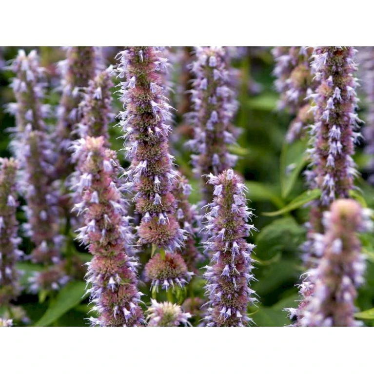 Anis Isop 'Blue Fortune' Agastache Foeniculum 'Blue Fortune' 1 Liter Potte 5 Anis Isop 'Blue Fortune' Agastache Foeniculum 'Blue Fortune' 1 Liter Potte - Billede 5