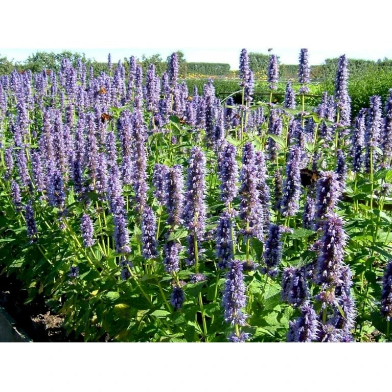 Anis Isop 'Blue Fortune' Agastache Foeniculum 'Blue Fortune' 1 Liter Potte 4 Anis Isop 'Blue Fortune' Agastache Foeniculum 'Blue Fortune' 1 Liter Potte - Billede 4