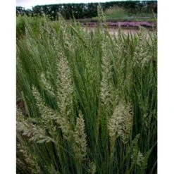 Klitkambunke Koeleria Glauca Potte 2,0 Liter,- 25-30 Cm. -Osmo Salgsbutik mi2993 koeleria glauca 6d19