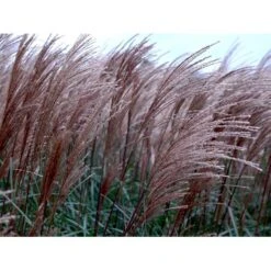 Lav Elefantgræs 'Dronning Ingrid' Miscanthus Sinensis 'Dronning Ingrid' 3,0 Liter Potte -Osmo Salgsbutik mi3000 miscanthus sinensis dronning ingrid ab64