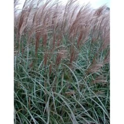 Lav Elefantgræs 'Dronning Ingrid' Miscanthus Sinensis 'Dronning Ingrid' 3,0 Liter Potte