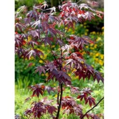 Japansk Ahorn 'Bloodgood' Acer Palmatum 'Bloodgood' Potte 10 Liter,- 60-80 Cm. 19 Japansk Ahorn 'Bloodgood' Acer Palmatum 'Bloodgood' Potte 10 Liter,- 60-80 Cm. -Osmo Salgsbutik mi3001 acer palmatum bloodgood 047a