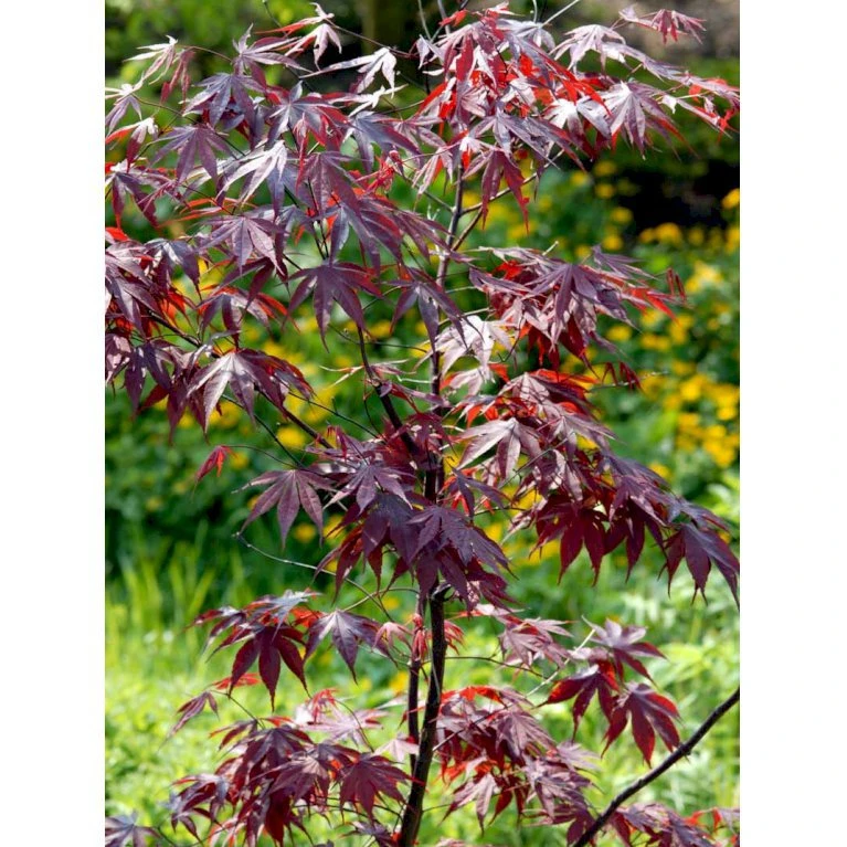 Japansk Ahorn 'Bloodgood' Acer Palmatum 'Bloodgood' Potte 10 Liter,- 60-80 Cm. 9 Japansk Ahorn 'Bloodgood' Acer Palmatum 'Bloodgood' Potte 10 Liter,- 60-80 Cm. - Billede 9