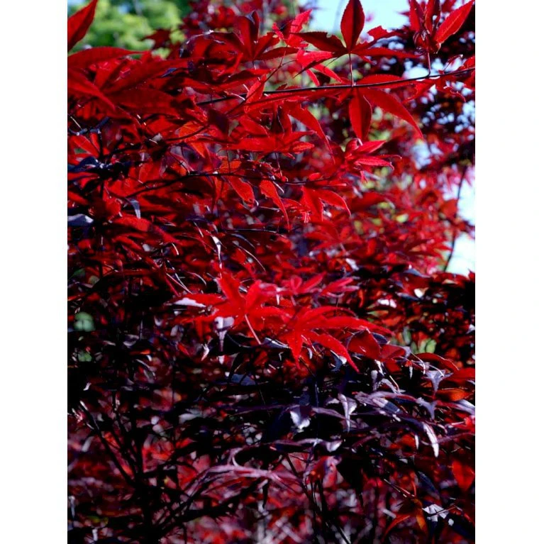Japansk Ahorn 'Bloodgood' Acer Palmatum 'Bloodgood' Potte 10 Liter,- 60-80 Cm. 6 Japansk Ahorn 'Bloodgood' Acer Palmatum 'Bloodgood' Potte 10 Liter,- 60-80 Cm. - Billede 6