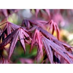 Japansk Ahorn 'Bloodgood' Acer Palmatum 'Bloodgood' Potte 10 Liter,- 60-80 Cm. 17 Japansk Ahorn 'Bloodgood' Acer Palmatum 'Bloodgood' Potte 10 Liter,- 60-80 Cm. -Osmo Salgsbutik mi3001 acer palmatum bloodgood 3a3b